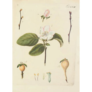 Illustration of wild trees, perennial plants, and shrubs Pl093 - Carl Christoph Oelhafen von Schöllenbach — artwork view