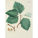 Illustration of wild trees, perennial plants, and shrubs Pl098 - Carl Christoph Oelhafen von Schöllenbach — artwork view
