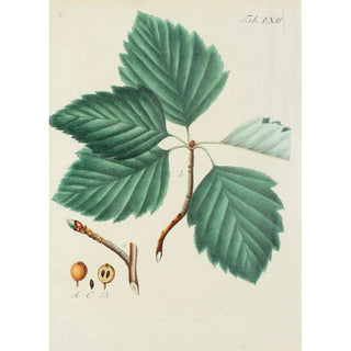 Illustration of wild trees, perennial plants, and shrubs Pl098 - Carl Christoph Oelhafen von Schöllenbach — artwork view