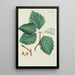 Illustration of wild trees, perennial plants, and shrubs Pl098 - Carl Christoph Oelhafen von Schöllenbach — framed artwork on a wall