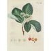 Illustration of wild trees, perennial plants, and shrubs Pl099 - Carl Christoph Oelhafen von Schöllenbach — artwork view