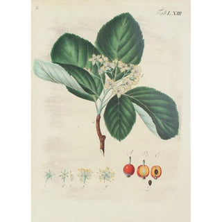 Illustration of wild trees, perennial plants, and shrubs Pl099 - Carl Christoph Oelhafen von Schöllenbach — artwork view