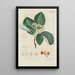 Illustration of wild trees, perennial plants, and shrubs Pl099 - Carl Christoph Oelhafen von Schöllenbach — framed artwork on a wall