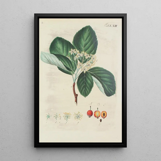 Illustration of wild trees, perennial plants, and shrubs Pl099 - Carl Christoph Oelhafen von Schöllenbach — framed artwork on a wall