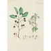 Illustration of wild trees, perennial plants, and shrubs Pl100 - Carl Christoph Oelhafen von Schöllenbach