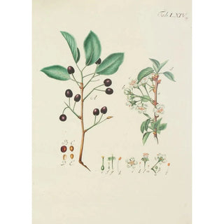 Illustration of wild trees, perennial plants, and shrubs Pl100 - Carl Christoph Oelhafen von Schöllenbach