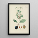 Illustration of wild trees, perennial plants, and shrubs Pl101 - Carl Christoph Oelhafen von Schöllenbach