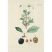 Illustration of wild trees, perennial plants, and shrubs Pl101 - Carl Christoph Oelhafen von Schöllenbach