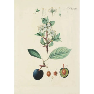 Illustration of wild trees, perennial plants, and shrubs Pl101 - Carl Christoph Oelhafen von Schöllenbach
