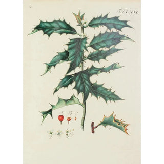 Illustration of wild trees, perennial plants, and shrubs Pl102 - Carl Christoph Oelhafen von Schöllenbach