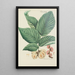 Illustration of wild trees, perennial plants, and shrubs Pl103 - Carl Christoph Oelhafen von Schöllenbach — framed artwork on a wall