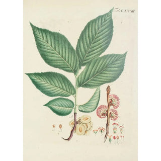 Illustration of wild trees, perennial plants, and shrubs Pl104 - Carl Christoph Oelhafen von Schöllenbach — artwork view
