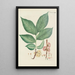 Illustration of wild trees, perennial plants, and shrubs Pl104 - Carl Christoph Oelhafen von Schöllenbach — framed artwork on a wall