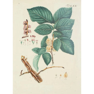 Illustration of wild trees, perennial plants, and shrubs Pl106 - Carl Christoph Oelhafen von Schöllenbach — artwork view