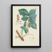 Illustration of wild trees, perennial plants, and shrubs Pl106 - Carl Christoph Oelhafen von Schöllenbach — framed artwork on a wall