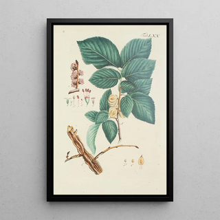 Illustration of wild trees, perennial plants, and shrubs Pl106 - Carl Christoph Oelhafen von Schöllenbach — framed artwork on a wall