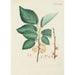 Illustration of wild trees, perennial plants, and shrubs Pl107 - Carl Christoph Oelhafen von Schöllenbach — artwork view