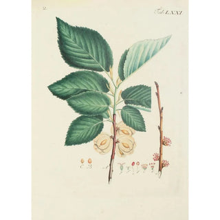 Illustration of wild trees, perennial plants, and shrubs Pl107 - Carl Christoph Oelhafen von Schöllenbach — artwork view