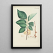 Illustration of wild trees, perennial plants, and shrubs Pl107 - Carl Christoph Oelhafen von Schöllenbach — framed artwork on a wall