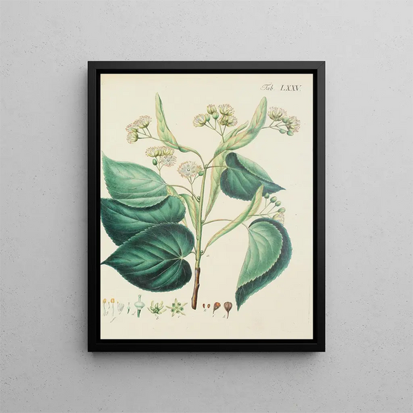 Illustration of wild trees, perennial plants, and shrubs Pl111 - Carl Christoph Oelhafen von Schöllenbach — framed artwork on a wall