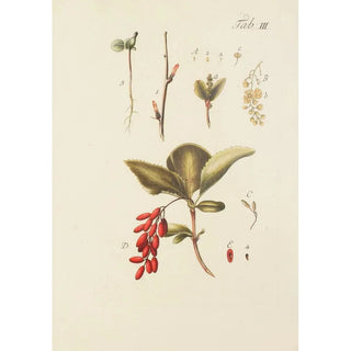 Illustration of wild trees, perennial plants, and shrubs Pl114 - Carl Christoph Oelhafen von Schöllenbach — artwork view