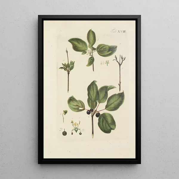 Illustration of wild trees, perennial plants, and shrubs Pl129 - Carl Christoph Oelhafen von Schöllenbach — framed artwork on a wall