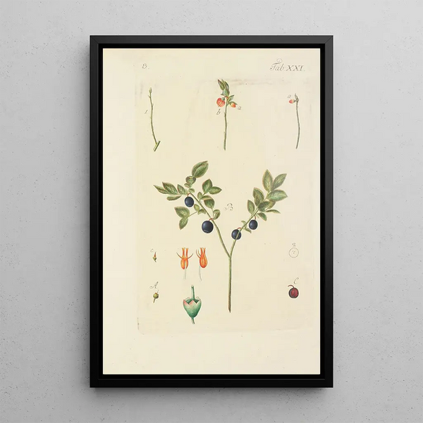 Illustration of wild trees, perennial plants, and shrubs Pl132 - Carl Christoph Oelhafen von Schöllenbach — framed artwork on a wall