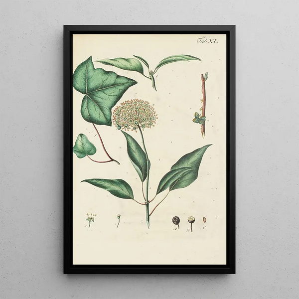 Illustration of wild trees, shrubs, and bushes Pl152 - Carl Christoph Oelhafen von Schöllenbach — framed artwork on a wall