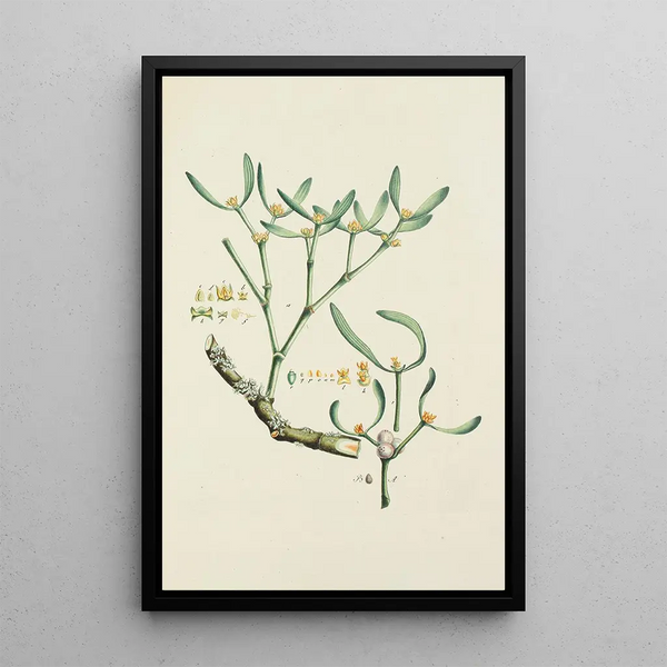 Illustration of wild trees, shrubs, and bushes Pl153 - Carl Christoph Oelhafen von Schöllenbach — framed artwork on a wall