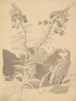 Carl Gustav Carus - Study of a Willowherb.webp