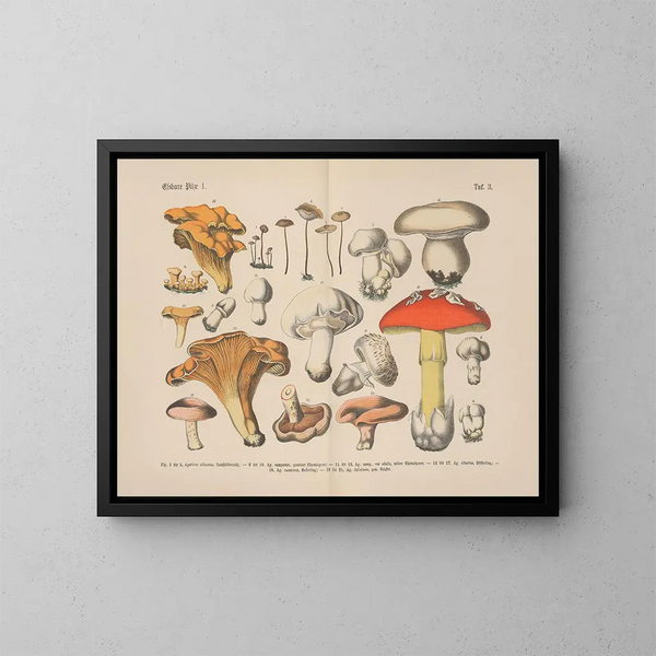 Manuel de botanique pratique en mots et en images Pl03 - Carl Hoffmann — framed artwork on a wall