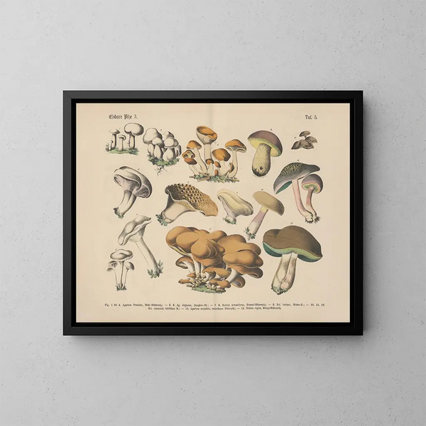 Manuel pratique de botanique en mots et en images Pl05 - Carl Hoffmann — framed artwork on a wall