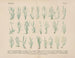 Manual pratique de botanique en mots et en images Pl10 - Carl Hoffmann — artwork view