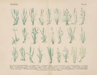 Manual pratique de botanique en mots et en images Pl10 - Carl Hoffmann — artwork view
