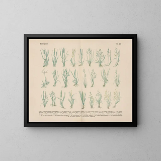 Manual pratique de botanique en mots et en images Pl10 - Carl Hoffmann — framed artwork on a wall