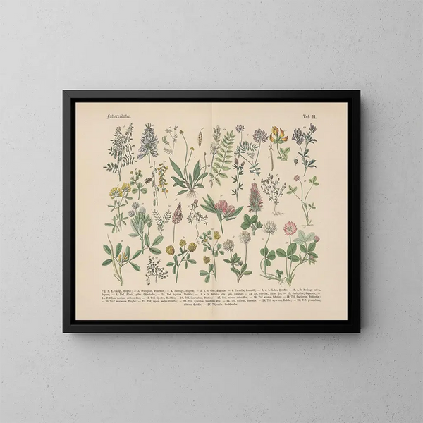 Practical Manual of Botany in Words and Images Pl11 - Carl Hoffmann — framed artwork on a wall