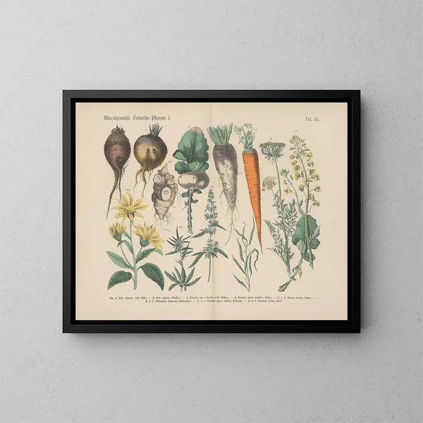 Manuel de botanique pratique en mots et en images Pl14 - Carl Hoffmann — framed artwork on a wall