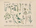Manuel de botanique pratique en mots et en images Pl31 - Carl Hoffmann — artwork view