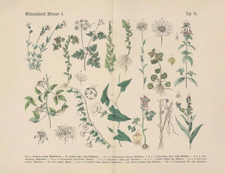 Manuel de botanique pratique en mots et en images Pl31 - Carl Hoffmann — artwork view