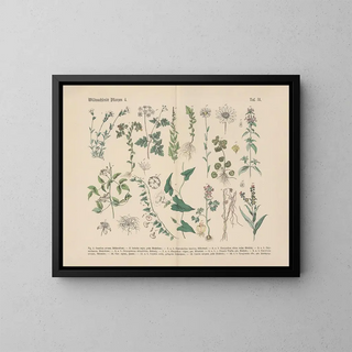 Manuel de botanique pratique en mots et en images Pl31 - Carl Hoffmann — framed artwork on a wall