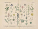 Practical Botanical Manual in words and images Pl32 - Carl Hoffmann — artwork view