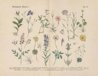 Practical Botanical Manual in words and images Pl32 - Carl Hoffmann — artwork view
