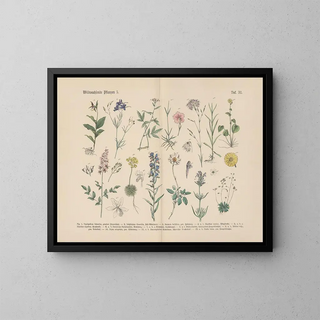 Practical Botanical Manual in words and images Pl32 - Carl Hoffmann — framed artwork on a wall