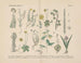 Manual pratique de botanique en mots et en images Pl34 - Carl Hoffmann — artwork view