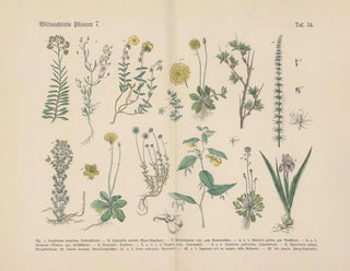 Manual pratique de botanique en mots et en images Pl34 - Carl Hoffmann — artwork view