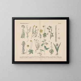 Manual pratique de botanique en mots et en images Pl34 - Carl Hoffmann — framed artwork on a wall