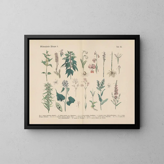 Practical manual of botany in words and images Pl35 - Carl Hoffmann — framed artwork on a wall