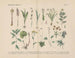 Manuel de botanique pratique en mots et en images Pl37 - Carl Hoffmann — artwork view