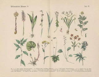 Manuel de botanique pratique en mots et en images Pl37 - Carl Hoffmann — artwork view