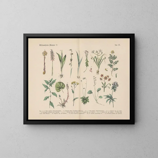 Manuel de botanique pratique en mots et en images Pl37 - Carl Hoffmann — framed artwork on a wall